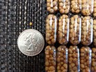 Osmocote Plus Root Tabs Large Capsules Size 000 Boost Aquarium Plant Fertilizer