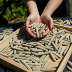 Sea Urchin Spines Fossil  radioles      Echinoids From Morocco