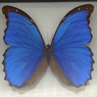 Real Blue Morpho Didius Butterfly Specimen Double Glass Framed 7 75x6 75    Peru 