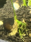 Live Freshwater Aquarium Nerite Snail black zebra tropical Beginner Friendly