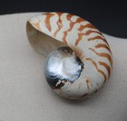 Natural Chambered Nautilus Pompilius Tiger Striped Sea Shell Opalized 4 