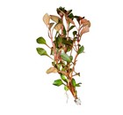 Ludwigia Sp   super Red Mini    Buy3get1free   Live Aquatic Plants