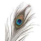 Decora 100 Pieces Real Natural Peacock Feathers For Craft Halloween Costume B   