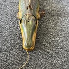 Vintage J  Chein Large 15  Tin Wind Up Alligator Toy 