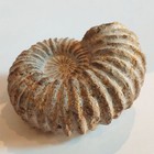 Nautilus Natural Rough Ammonite Fossil Shell Specimen 5 Inch