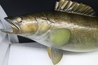 29  Left Facing Beautiful Walleye Mount Taxidermy  By Sail Fish Mounts Florida