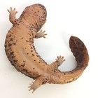 Nature Techni Colour Figure Magnet Japanese Giant Salamander Ikimon Japan