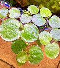 6 Amazon Frogbit Floaters   Easy Live Freshwater Aquarium Plants   Buy2get1free