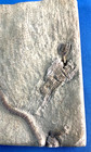 Fossil Taxocrinus Ungula  Edwardsville Formation Mississippian Indiana 3 5   