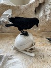 Flocked  Raven  Black Crows On Macabre Skull Halloween Figurine