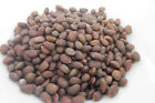 New Mexico Pi  on  Pinon Pine Nuts  2024 Harvest  Very Limited Time  5lbs Raw