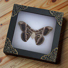 Real Preserved Butterfly Framed Wall Art Collectible Insect Specimen Mom Gift