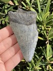 Natural Beautiful 3 40    Megalodon Tooth Fossil Shark Teeth