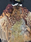 Rooster Ringneck Pheasant Skin 2 Wings Tail Fly Tying Materials Craft Feathers