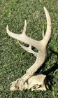 Wild 8 Point Whitetail Deer Antler Rack Partial Skull Mount Montana Buck