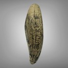 Faux Scrimshaw Whale s Tooth Resin Rachel Pringle Of Barbadoes   Flying Fish