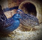 100 Button Quail Hatching Eggs Multiple Colors