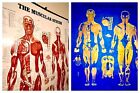 1947 Antique Medical Illustration Human Anatomical Chart Vintage Anatomy Poster