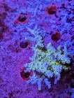 Wysiwyg Colony Rare Collector Cc Pink Highlighter Tenuis Colony High End Acro