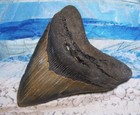 Megalodon Shark Tooth 5 1 16 Sharks Teeth Huge Jaw Fossil Real Megladon Serrated