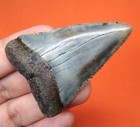 Great White Shark Tooth - 2 11 - Real Shark Teeth - Big Fossil - No Restorations