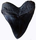 Resin Carcharodon Megalodon Tooth Replica With Serration-shark Teeth Simulated