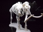 3d Printed Woolly Mammoth Skeleton Fossil Replica Prehistoric Display Model