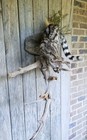 Acrobatic Spotted Genet On Branch     Statement Art Piece