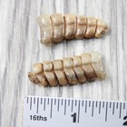 2 Rattlesnake Rattles   1154    Taxidermy Diamondback Sidewinder