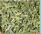 Thuja Leaf Dried Organic Bulk Herb thuja Orientalis Folia 2o   z