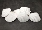 Deep White Scallop Seashells  6 Shells Approx  0 5 Deep 4  Inches 