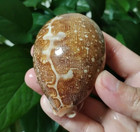 Large Map Cowrie Cypraea Mappa Natural Seashell Rare Real Beach Home Dec 2 5  