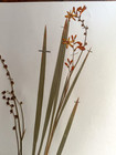 Antique Herbarium Pressed Botanical Specimen  1950s Copper Iris 17  X 11 