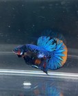 Show Grade Fancy Plakat Betta - Wysiwyg - Premium Imported Betta - Live Fish