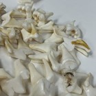 Lot Of 50 Real Coyote Molars Teeth Taxidermy Art Weird Odd Project Unqiue   4103