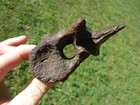 Quality Xl Alligator Vertebra Florida Fossils Ice Age Extinct Bone Back Skeleton