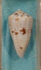 Conus Boschi 26mm Arabian Gulf