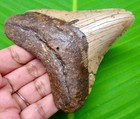 Megalodon Shark Tooth - Real Fossil - 3 84 - Shark Teeth - Natural No Repairs