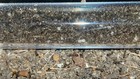 Exotic Longhorn Crazy Ant Colony  3 Queens   500 Workers  Rare Exotic Feeder