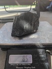 Polished Agatized Petrified Wood  