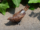 Gorgeous Austrian Vienna Cold Painted Bronze Bird Figure Of European Robin