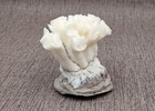Farmed White Lettuce Coral  1 Coral Approx  3w X 1 5h  Inches  Grown White Coral