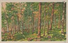Wooded Forest In Spring Time Nature Scene Vintage Linen Post Card 