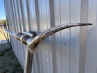 Mounted Steer Horns 6 Feet  Wide Longhorn Polished Mount Bull Cow