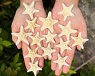 25 Pack Small Knobby Starfish Bulk Lot  1 5-2   natural Coastal Decor   Nautica 