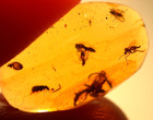Cretaceous 12 Insects In Burmite Burmese Amber Fossil From Dinosaur Age