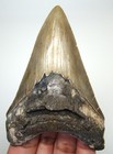 Megalodon Shark Tooth - Real Fossil - 3 90  Shark Teeth Megladon No Restorations