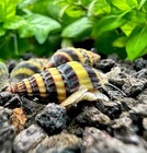 3 Assassin Snails  clea Helena  Freshwater Snails