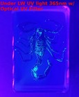 Real 44mm Black Scorpion In Clear Lucite Resin Science Education Specimen Block