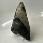 Megalodon Shark Tooth 5 79 Inch - Massive - Beautiful Fossil - Real Teeth 20456